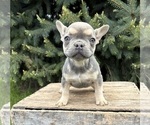 Small #2 French Bulldog