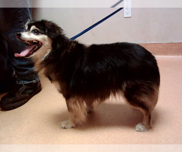 Medium Photo #1 Mutt Puppy For Sale in Martinez, CA, USA