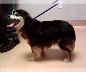 Mutt Dogs for adoption in Martinez, CA, USA
