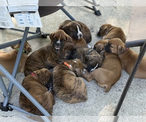 Boxer Litter for sale in WEST COLUMBIA, SC, USA