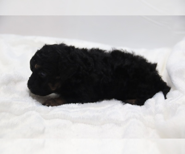 Medium Photo #42 Cockapoo Puppy For Sale in RIPLEY, TN, USA