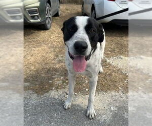 Great Pyrenees-Unknown Mix Dogs for adoption in Ocala, FL, USA