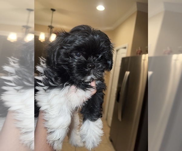 Medium Photo #7 Shih Tzu Puppy For Sale in LUTZ, FL, USA