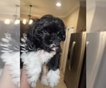 Small Photo #7 Shih Tzu Puppy For Sale in LUTZ, FL, USA