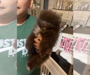 Pomeranian Puppy for Sale in MODESTO, California USA