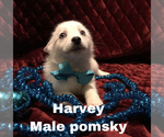 Small #3 Pomsky