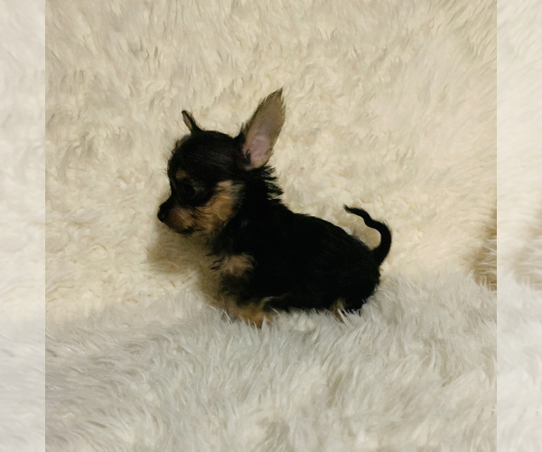 Medium Photo #2 Chorkie Puppy For Sale in LA SIERRA, CA, USA