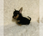 Small Photo #2 Chorkie Puppy For Sale in LA SIERRA, CA, USA