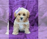 Small Photo #2 Lhasa-Poo Puppy For Sale in LINCOLN UNIV, PA, USA