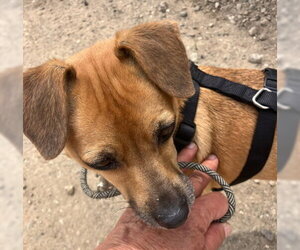 Chihuahua-Unknown Mix Dogs for adoption in Ventura, CA, USA