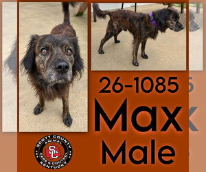 Max - Male Border Collie-Unknown Mix Dog for Adoption