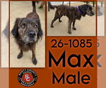 Max - Male Border Collie-Unknown Mix Dog for Adoption - Small photo
