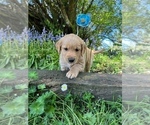 Small Photo #18 Golden Retriever Puppy For Sale in CHIMACUM, WA, USA