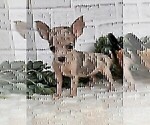 Small #21 Chihuahua