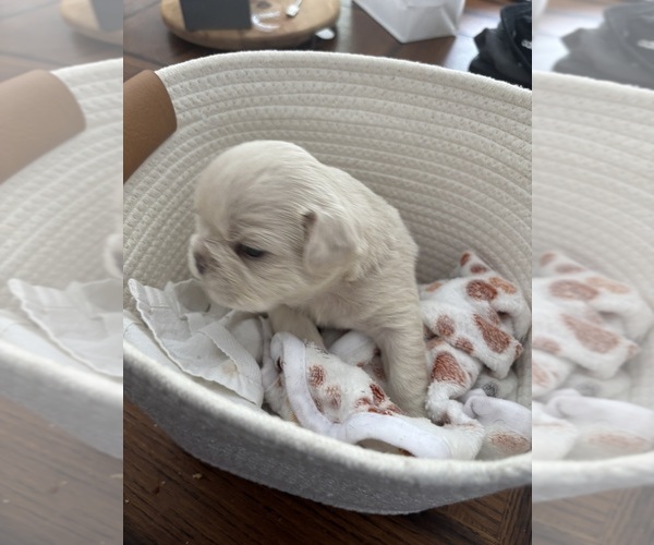 Medium Photo #1 French Bulldog Puppy For Sale in ROCHESTER, NY, USA