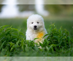 Small #3 Maremma Sheepdog