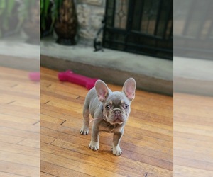 French Bulldog Puppy for sale in COLUMBUS, OH, USA