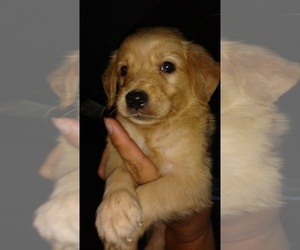 Golden Retriever Puppy for sale in SPENCER, TN, USA