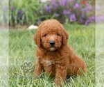 Small #3 Miniature Labradoodle