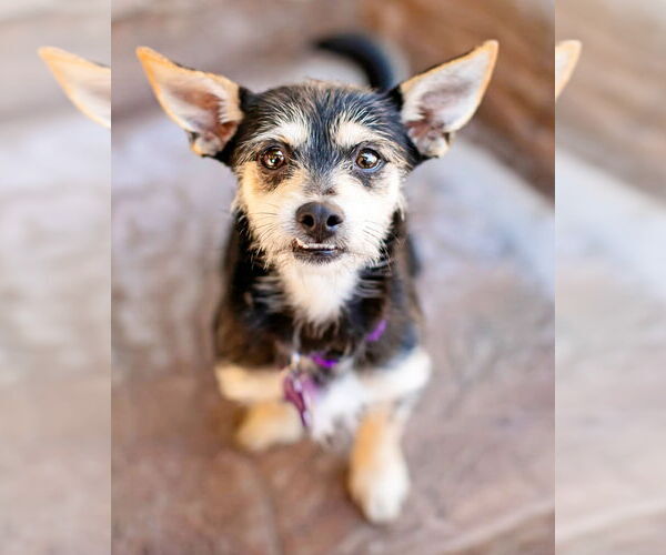 Medium Photo #5 Mutt Puppy For Sale in Corona, CA, USA