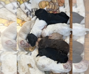 English Cocker Spaniel Puppy for sale in NEW YORK, NY, USA