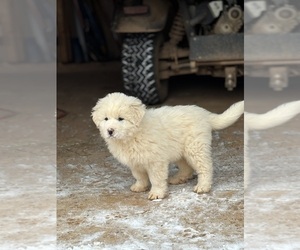 Great Pyrenees Litter for sale in LYNCHBURG, VA, USA