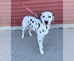 Small Photo #8 Dalmatian Puppy For Sale in Fargo, ND, USA