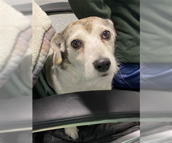 Medium Photo #1 Mutt Puppy For Sale in Westminster, MD, USA