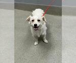 Small Dachshund Mix