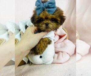 Shih Tzu Puppy for sale in MIAMI, FL, USA