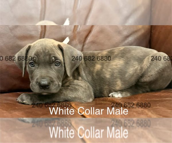 Medium Photo #2 Cane Corso Puppy For Sale in LA PLATA, MD, USA