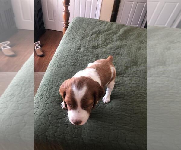 Medium Photo #12 Brittany Puppy For Sale in WESTON, WI, USA