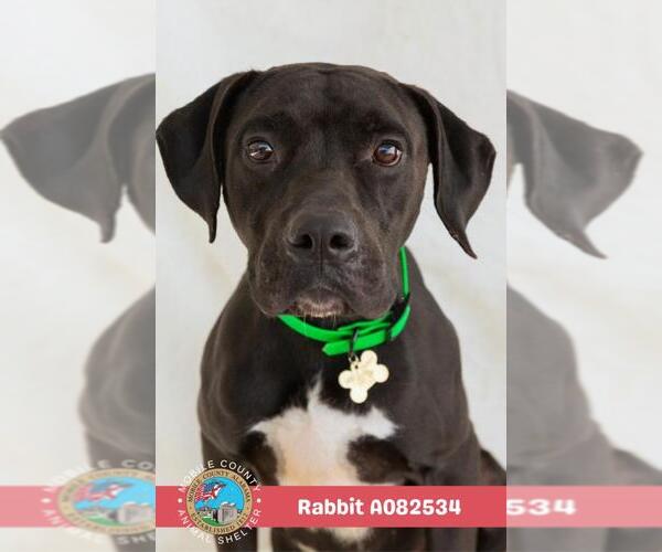 Medium Photo #1 Boxador Puppy For Sale in Mobile, AL, USA