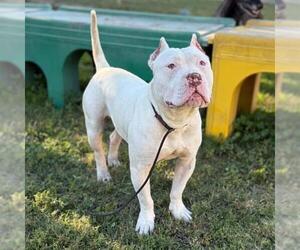 American Bulldog-Unknown Mix Dogs for adoption in Modesto, CA, USA