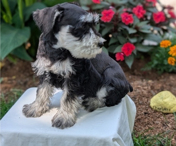 Medium Photo #5 Schnauzer (Miniature) Puppy For Sale in GOSHEN, IN, USA