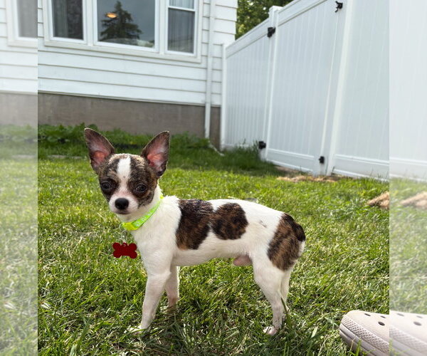 Medium Photo #2 Chihuahua-Unknown Mix Puppy For Sale in Grafton, WI, USA