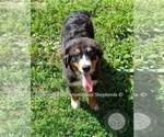 Small #1 Australian Shepherd