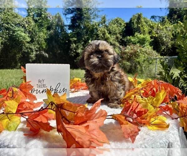 Medium Photo #4 Shih Tzu Puppy For Sale in DADE CITY, FL, USA