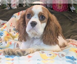 Cavalier King Charles Spaniel Dogs for adoption in Bon Carbo, CO, USA