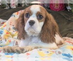 Small Cavalier King Charles Spaniel