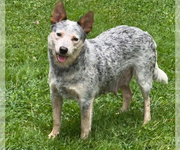 Medium Photo #4 Mutt Puppy For Sale in Garden City, NY, USA