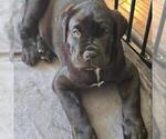 Small Photo #1 Cane Corso Puppy For Sale in INDIANAPOLIS, IN, USA