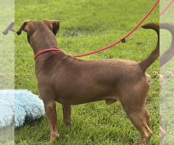 Medium Photo #4 Labrador Retriever-Unknown Mix Puppy For Sale in Yardley, PA, USA