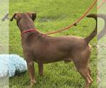 Small #3 Labrador Retriever Mix