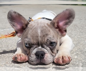 French Bulldog Puppy for sale in TAMPA, FL, USA