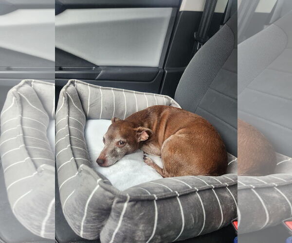 Medium Photo #2 Chihuahua-Unknown Mix Puppy For Sale in Texarkana, TX, USA