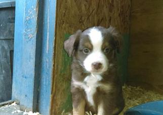 Medium Miniature Australian Shepherd