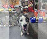 Small #6 Collie Mix