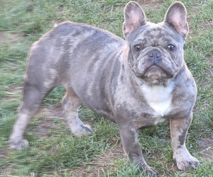 French Bulldog Puppy for sale in SPRINGFIELD, OR, USA