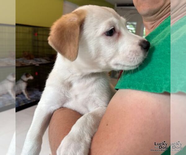 Medium Photo #7 Labrador Retriever-Unknown Mix Puppy For Sale in Washington, DC, USA